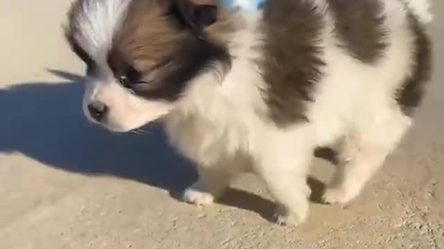Puppy and parrot