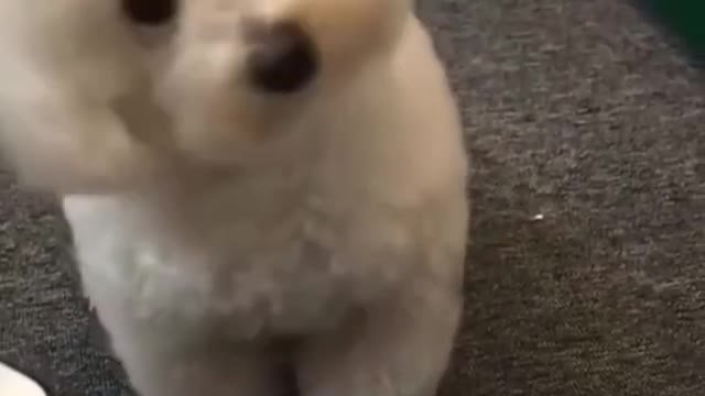 Funny sound of small doggy