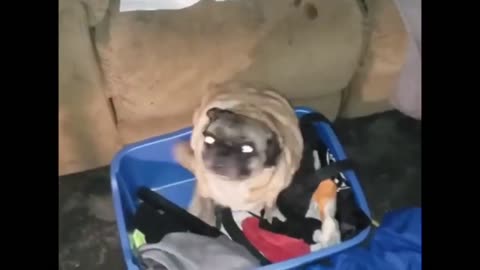That little eyed dog dance