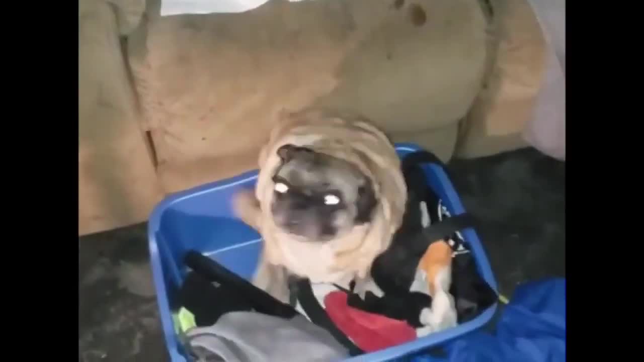 That little eyed dog dance