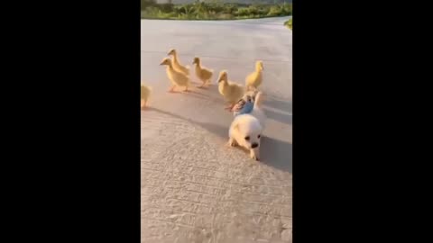 little ducks get an escort