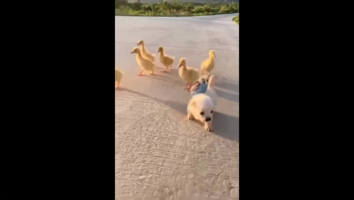 little ducks get an escort