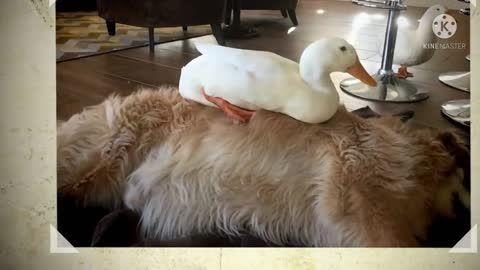 Dog And Duck Are Inseparable Best Friends