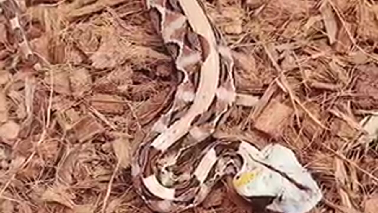 Beautiful snake 🐍 trending video