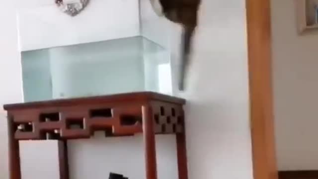 Funny Cats Compilation