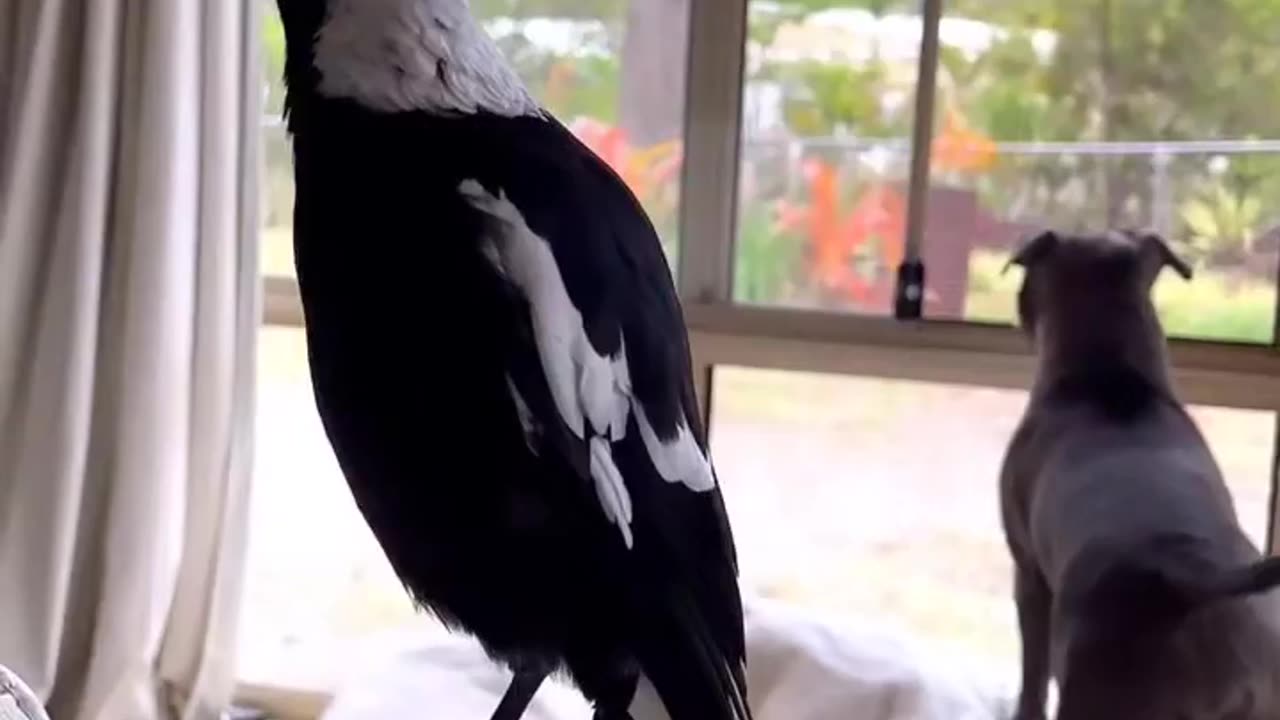 Bird dog