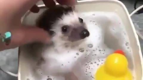 The hamster is taking a bath