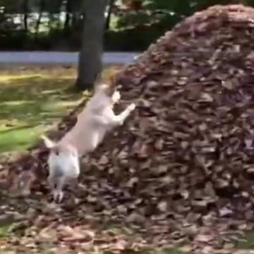 😍😍😇😇 Cute Animal Video 2022 #short