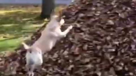 😍😍😇😇 Cute Animal Video 2022 #short
