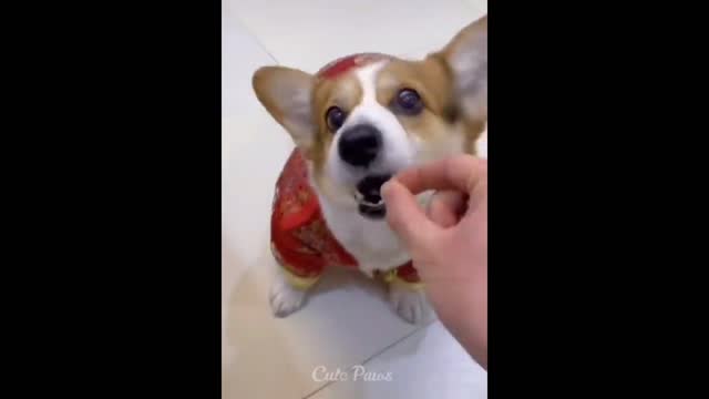 Funny,cute Dog