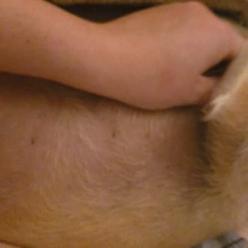 Dog love belly rub