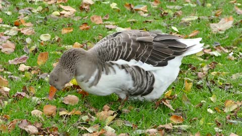 Duck Searching For Food