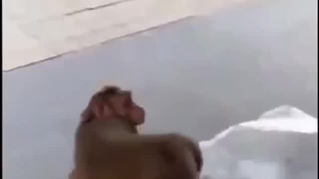 Dog vs monkey, who’s gonna win