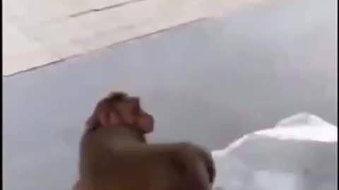 Dog vs monkey, who’s gonna win