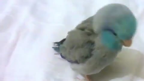 Funny bird video😂😂🤣🤣