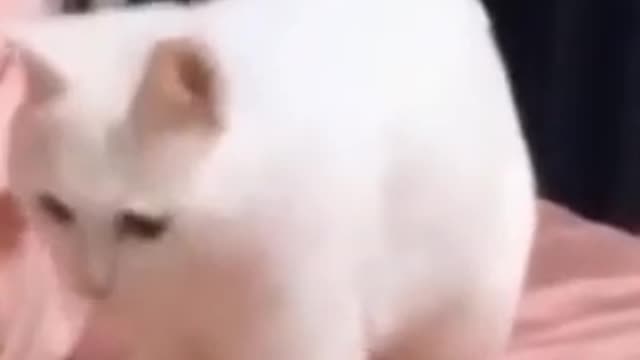 Funny Cat DANCES to Beatbox #shorts