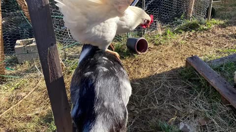 Amber link riding the goat
