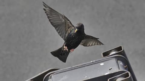 Common Starling Sound Video