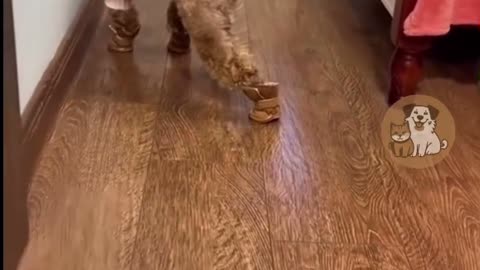 Cute animals