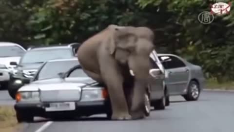 Top elephant attack videos like & share