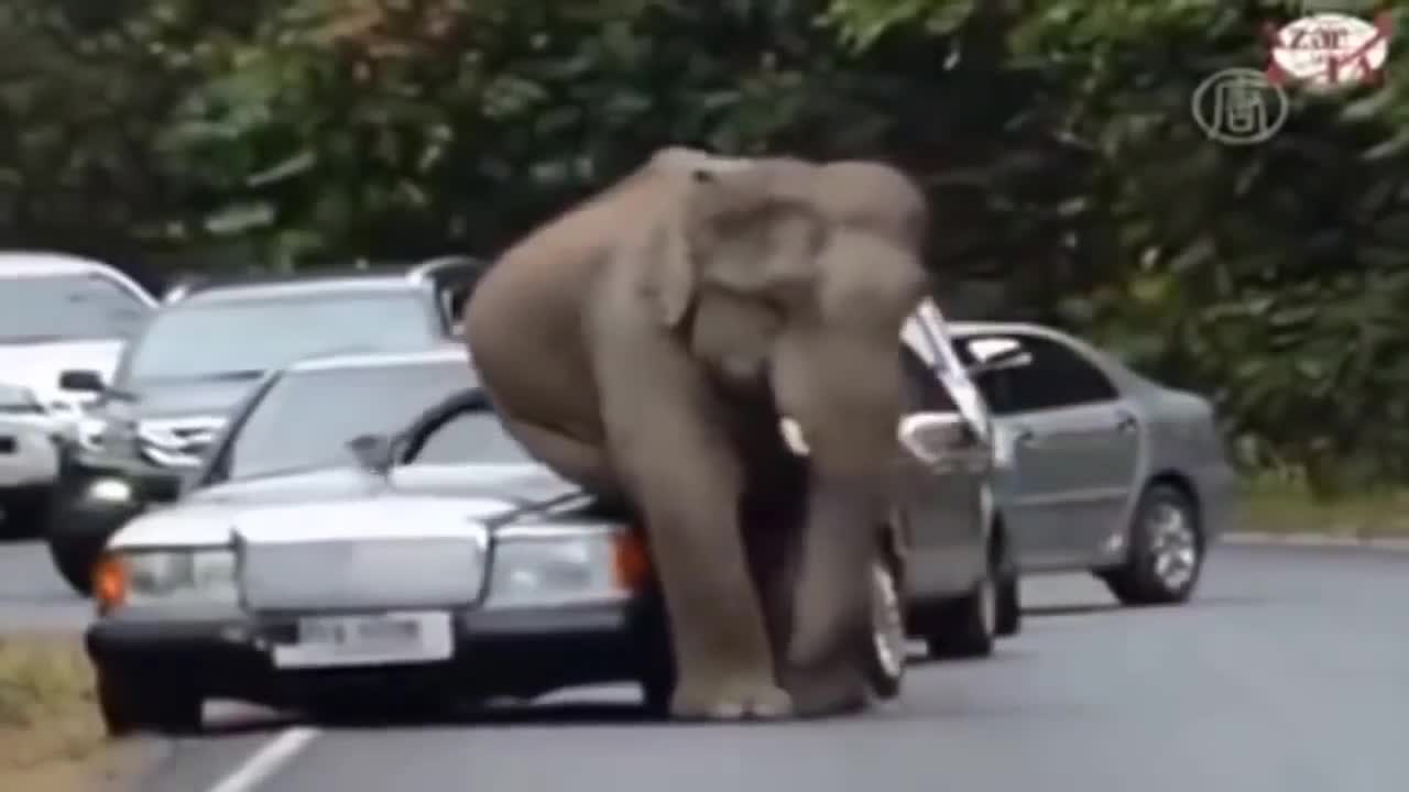 Top elephant attack videos like & share