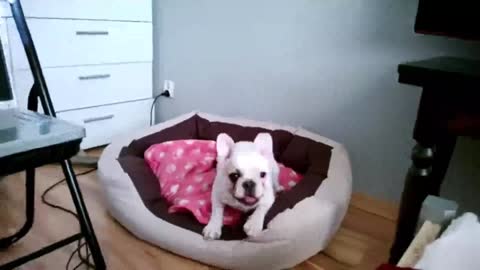 bulldog francuski Molly - poranna furia!_batch