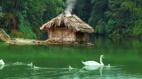 hut on lake and swan