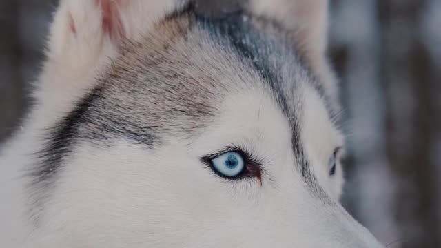 The eyes of this dog are beautiful!