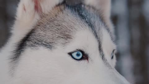 The eyes of this dog are beautiful!