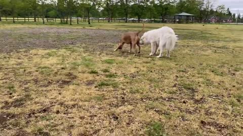 German Shepherd Attacks Pitbull