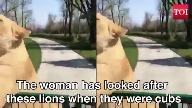 WATCH LATER ADD TO QUEUE Watch: Lion duo reaction when reunited with their former caretaker