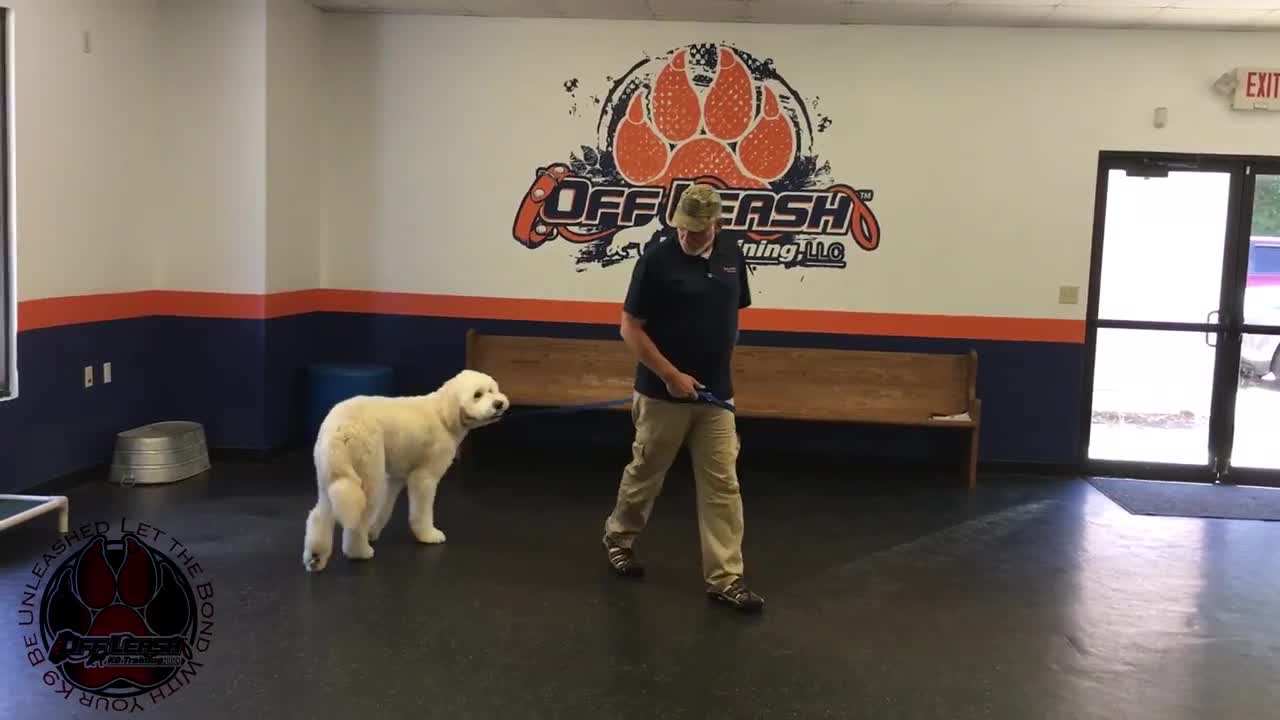 11 months dog training after before