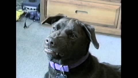 Chocolate Lab Smiles On Command