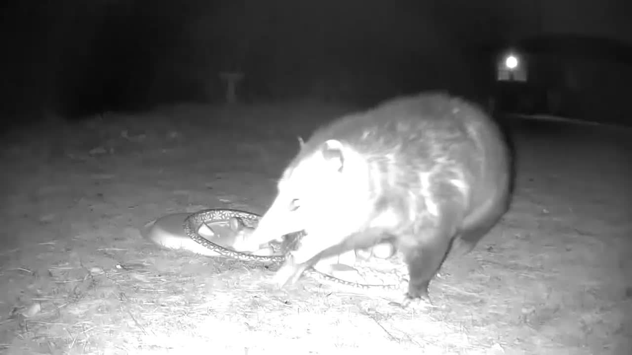 Stand off at the Critter Cam Cafe