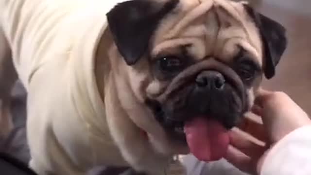 Dog funny video