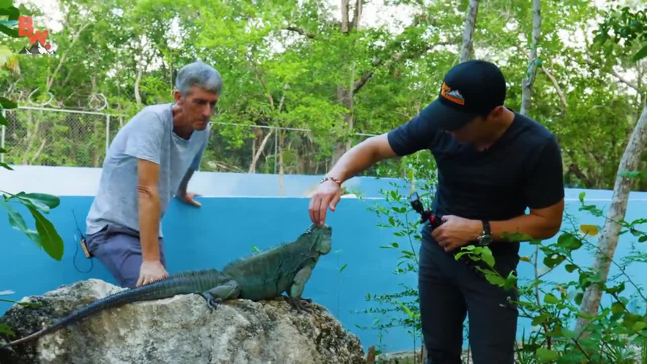 Rare Iguana Beats the Brink of Extinction!