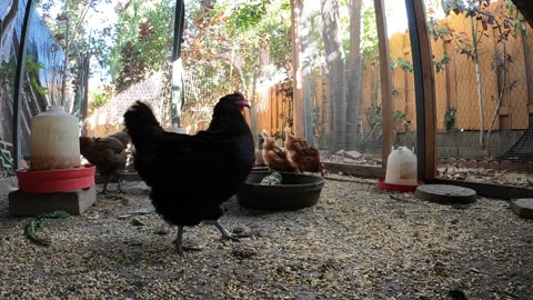 Backyard Chickens Fun Outdoor Video Sounds Noises Hens Roosters!