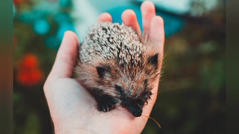 Hedgehogs