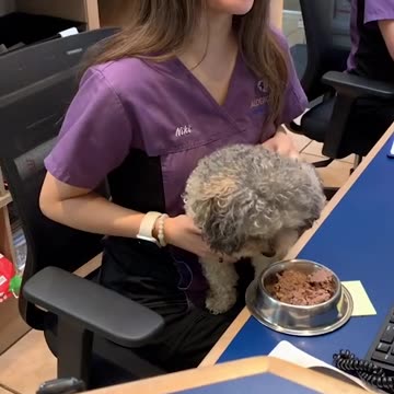 What Names Vets Are Sick Of Hearing🐾