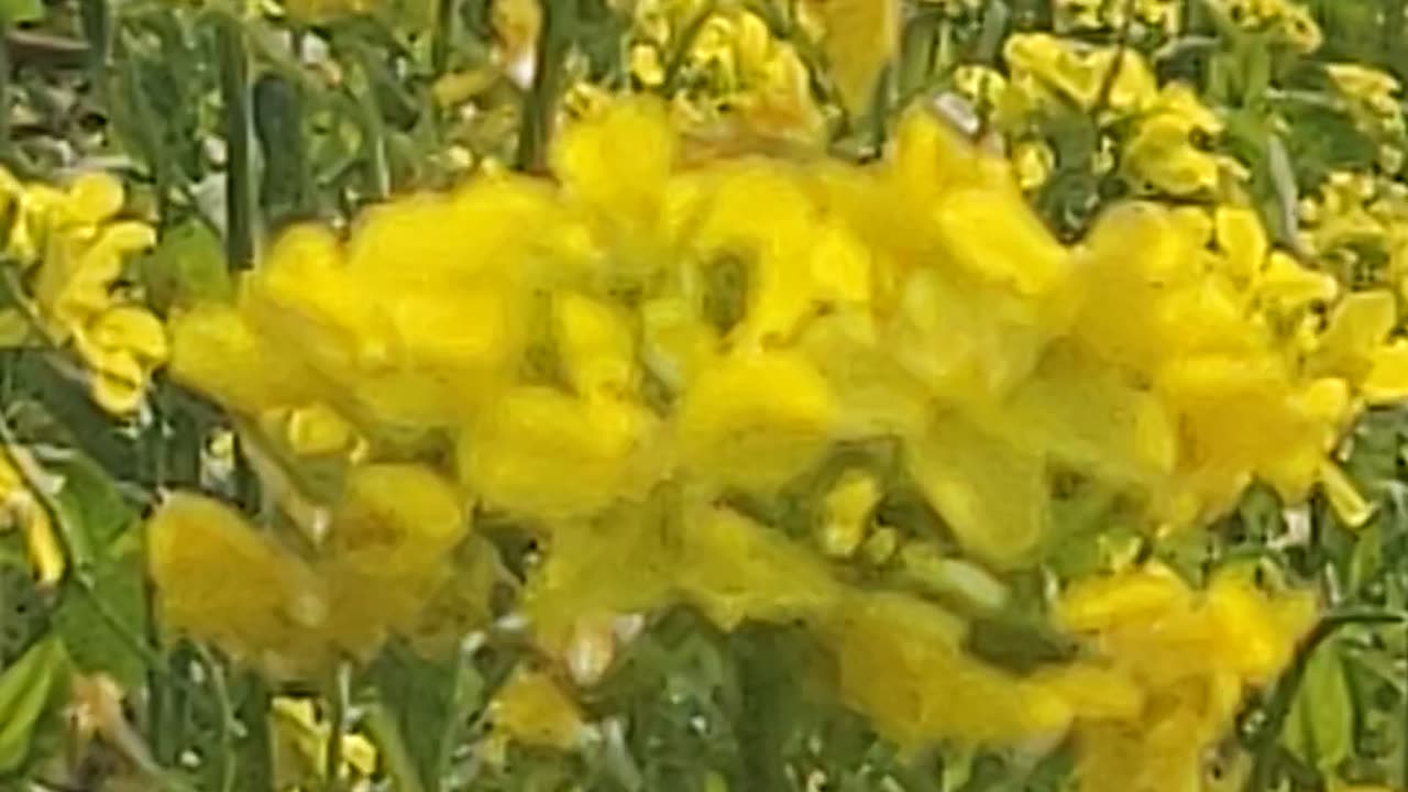 Mustard fields at Village of nepal- This video is recorded by myself