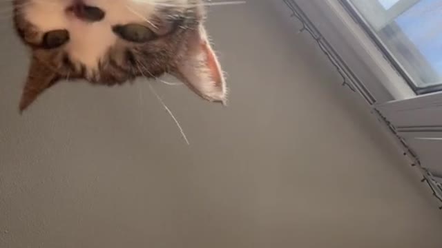 Cats Vid