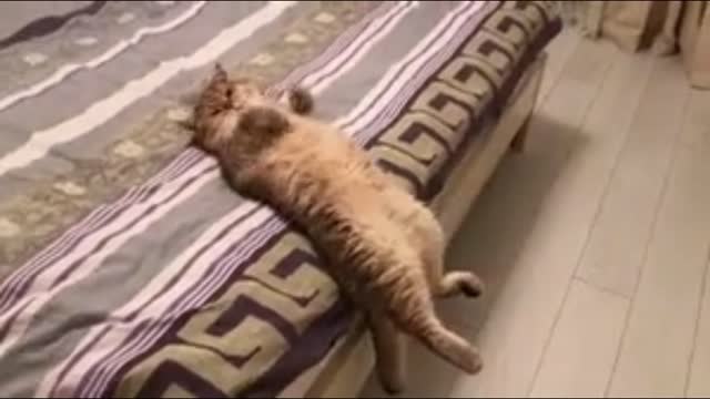 lying flat cat