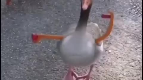 Funny Dance By Duck