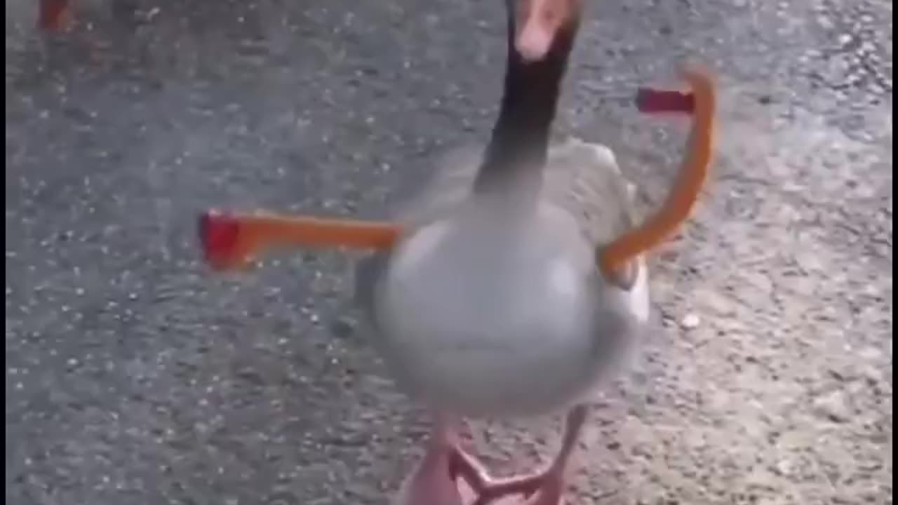 Funny Dance By Duck