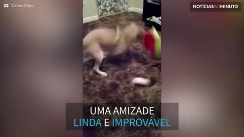 Cão e rato são melhores amigos