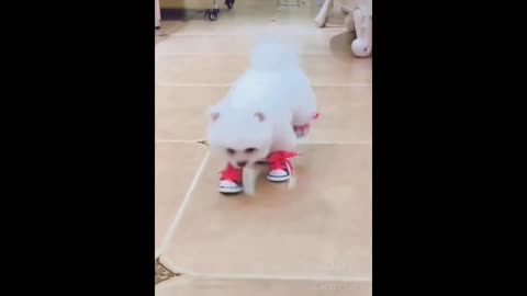 funny walk with shoes