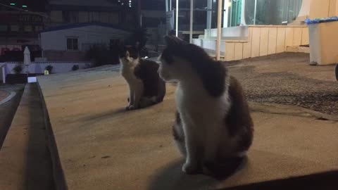 Street cats at night!