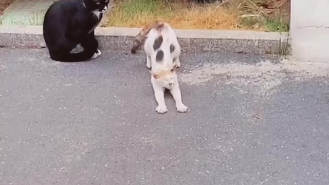 Kitten: I want to learn some experience 🤣