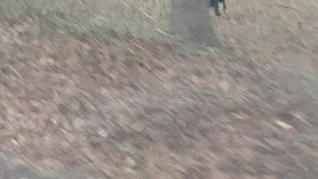 Rebel dog with stick in tail chasing my truck