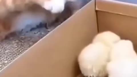 Cat playing peek a boo with chick😍😂